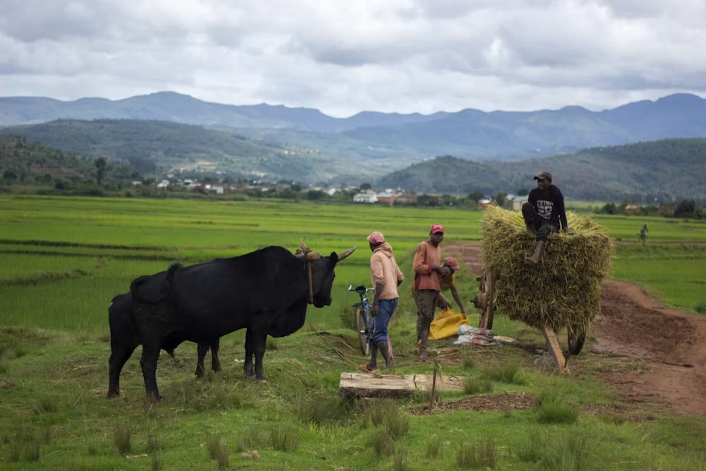 Récolte du riz dans les rizières